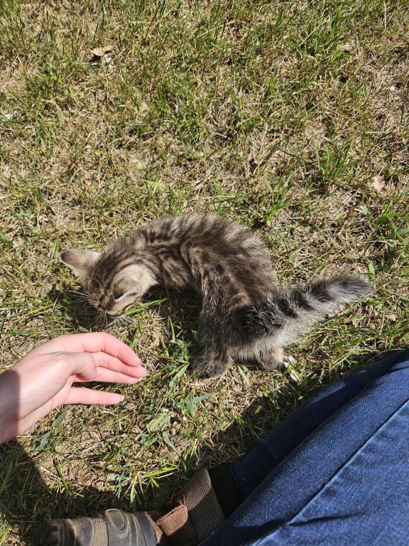 Bengal X Maine Coon Kittens photo 6