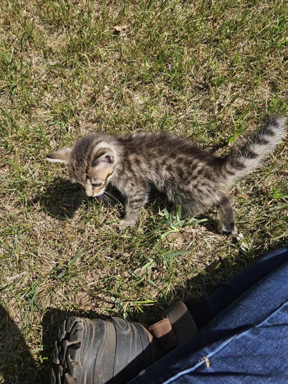 Bengal X Maine Coon Kittens photo 5