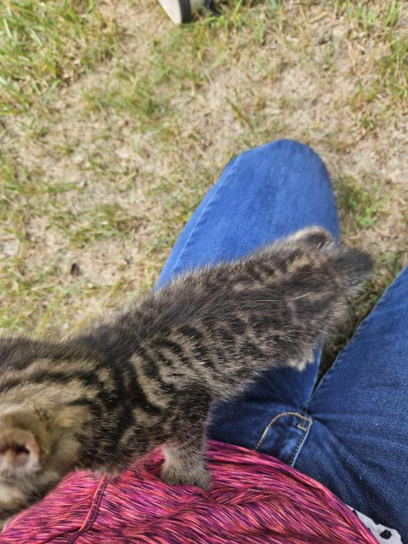 Bengal X Maine Coon Kittens photo 9