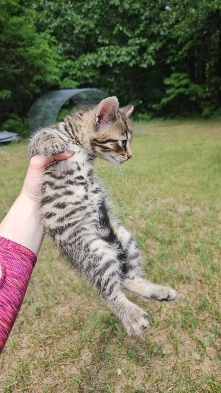 Bengal X Maine Coon Kittens photo 17