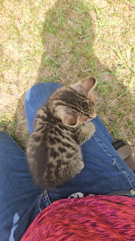 Bengal X Maine Coon Kittens photo 19
