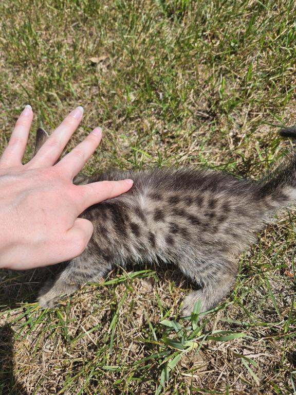 Bengal X Maine Coon Kittens photo 2