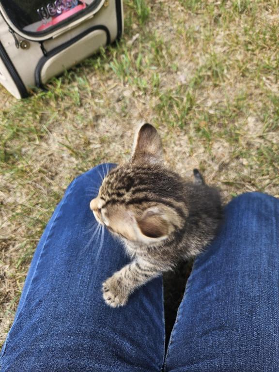 Bengal X Maine Coon Kittens photo 12