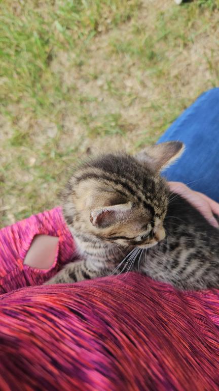 Bengal X Maine Coon Kittens photo 16