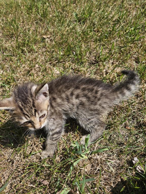 Bengal X Maine Coon Kittens photo 22