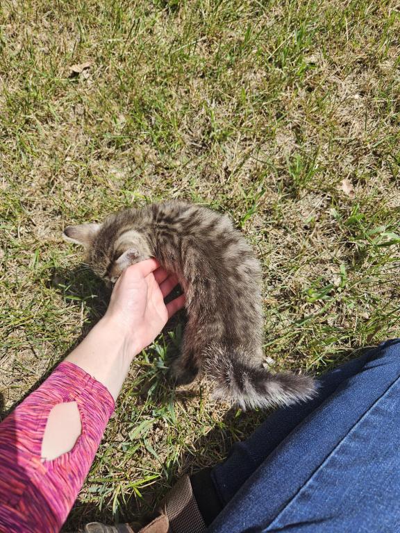 Bengal X Maine Coon Kittens photo 8