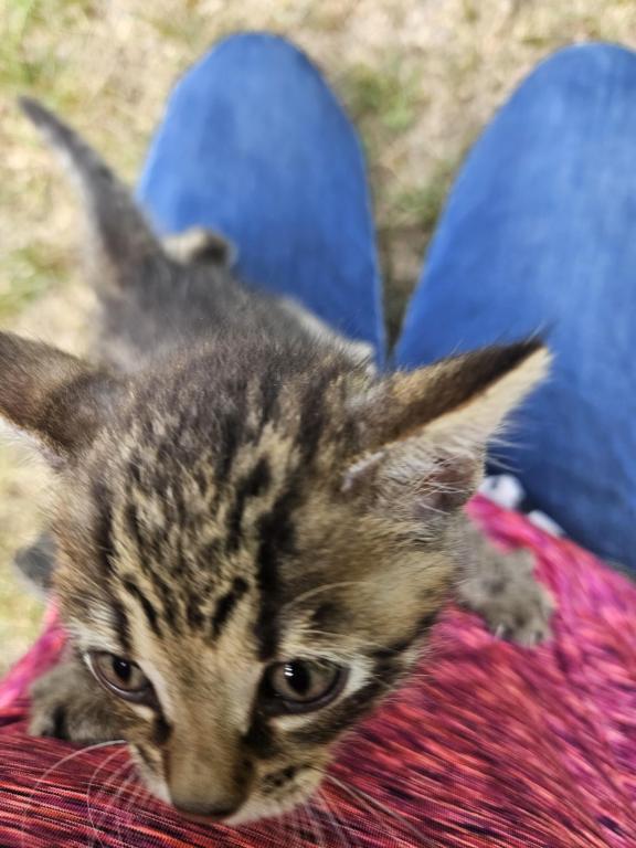 Bengal X Maine Coon Kittens photo 14