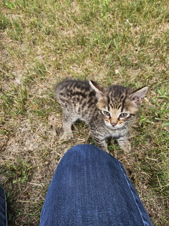Bengal X Maine Coon Kittens photo 10