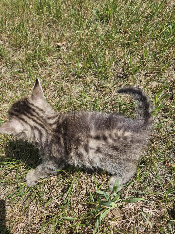Bengal X Maine Coon Kittens photo 1
