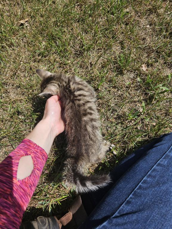 Bengal X Maine Coon Kittens photo 7