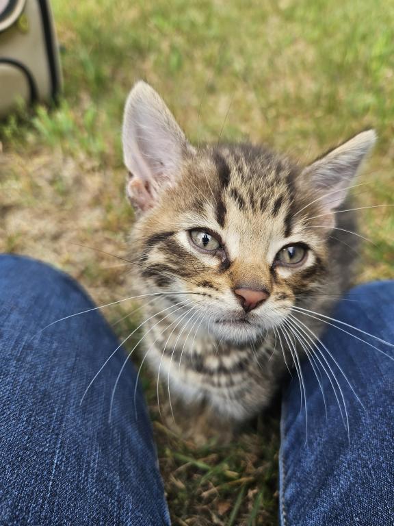 Bengal X Maine Coon Kittens photo 11