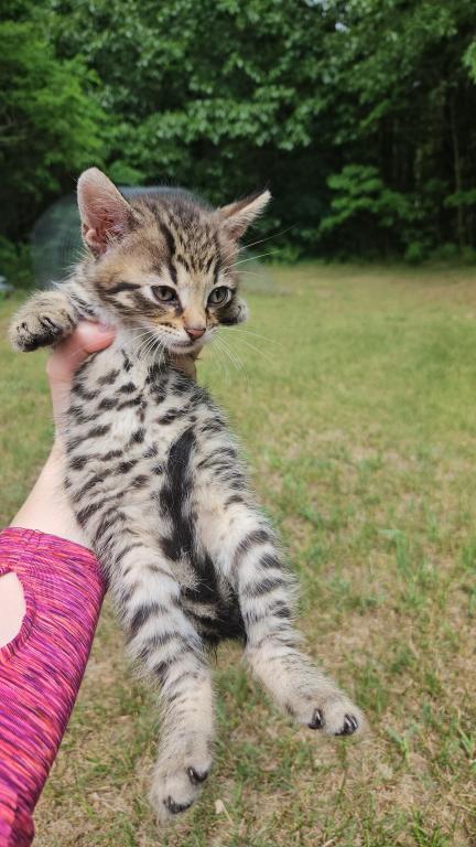 Bengal X Maine Coon Kittens photo 23