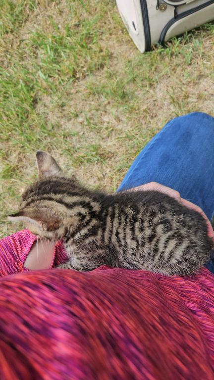 Bengal X Maine Coon Kittens photo 21