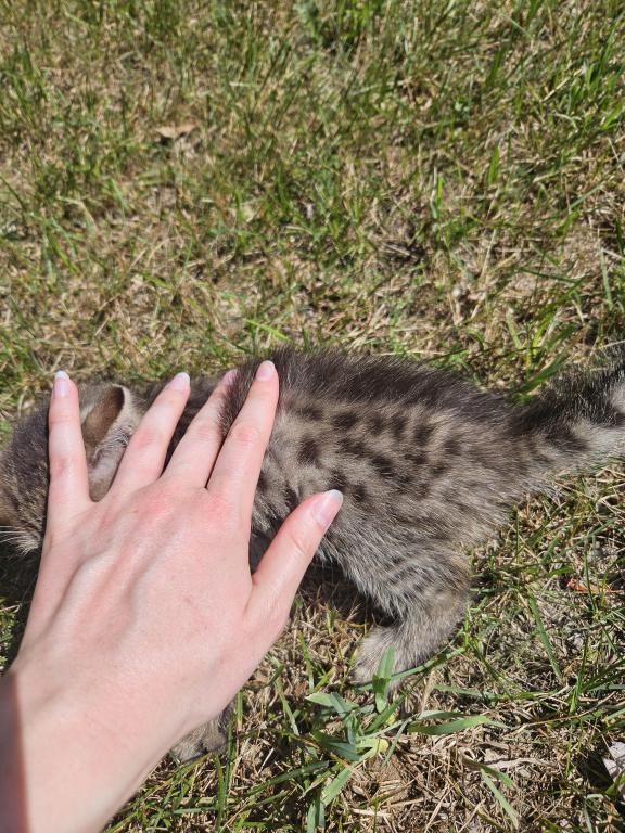 Bengal X Maine Coon Kittens photo 3