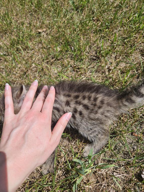 Bengal X Maine Coon Kittens photo 18