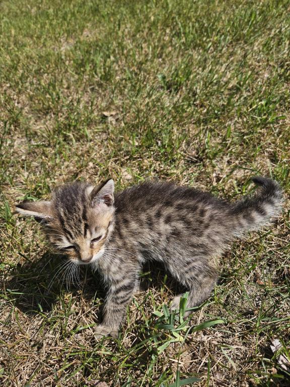 Bengal X Maine Coon Kittens photo 4