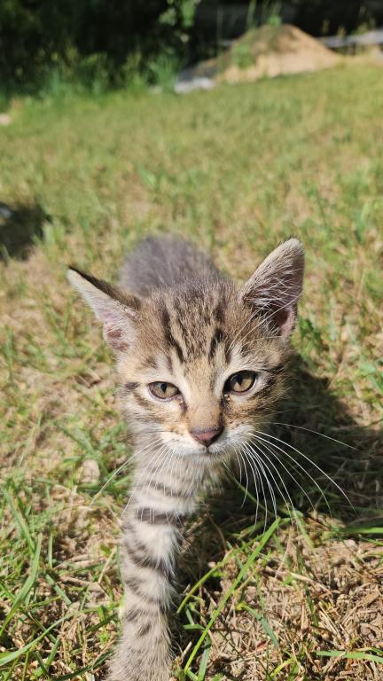 Bengal X Maine Coon Kittens photo 20