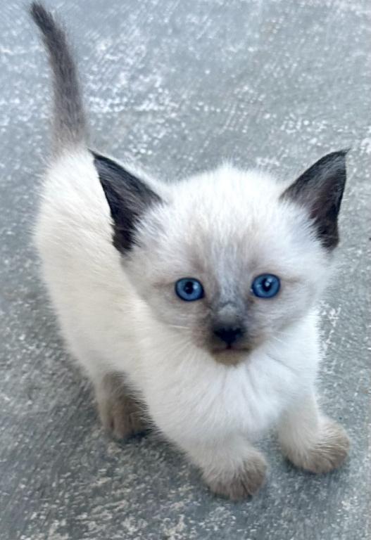 Siamese Kitty photo 1
