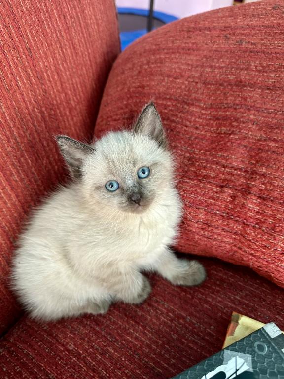 Siamese Kitty photo 2
