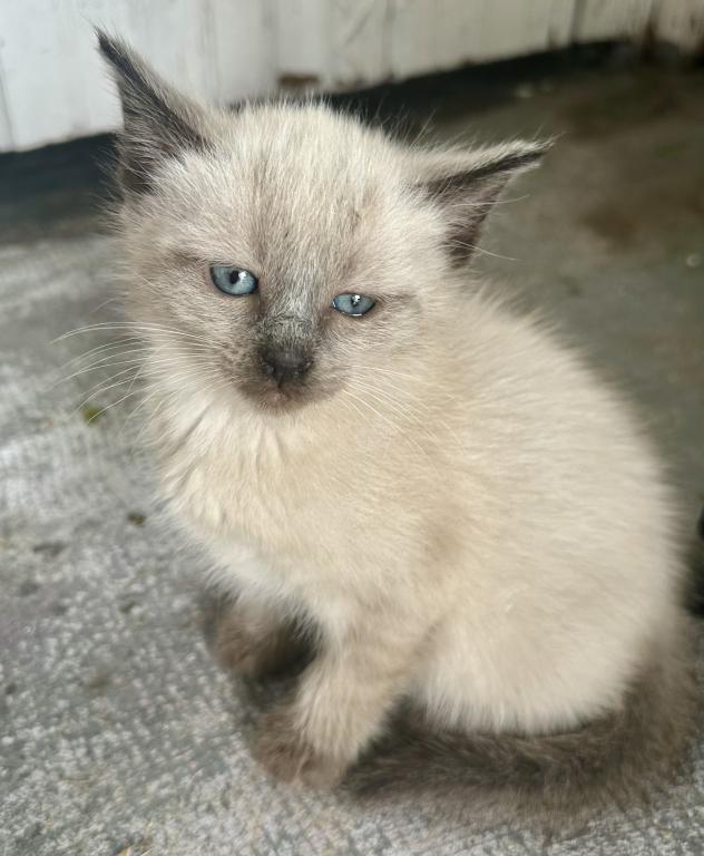 Siamese Kitty photo 3