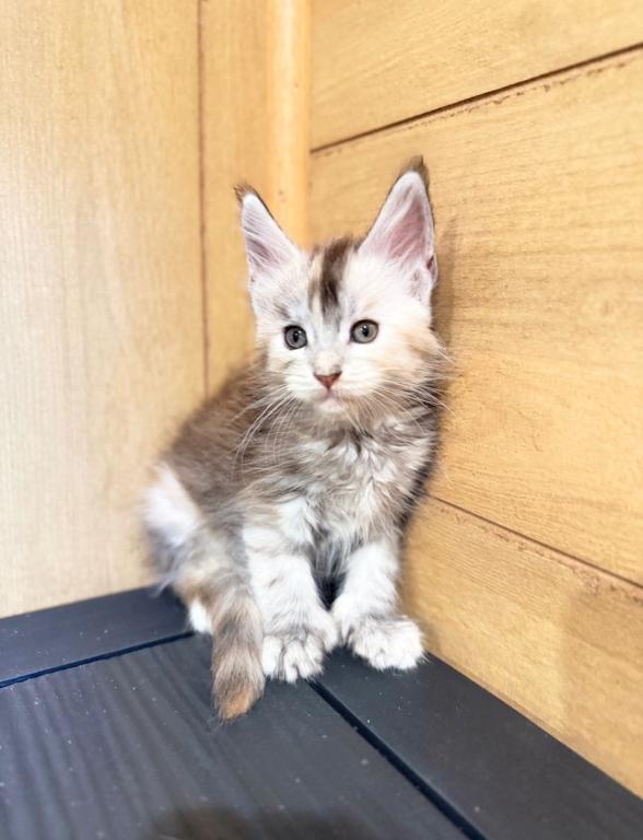 Shaded Line Polydactyl Tortie Female photo 1
