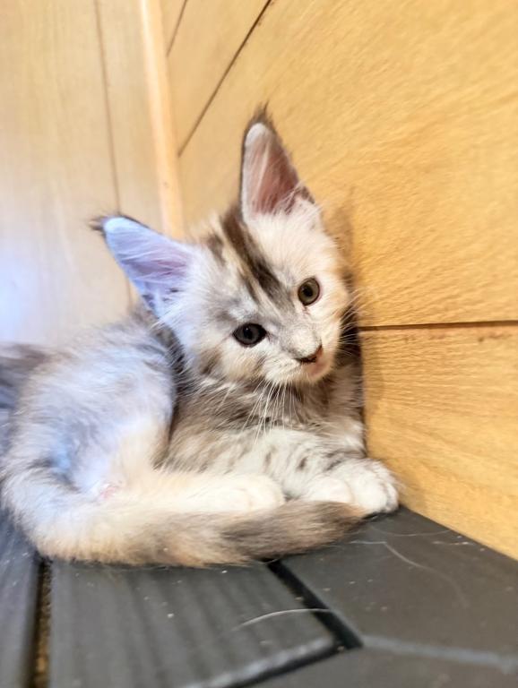 Shaded Line Polydactyl Tortie Female photo 2