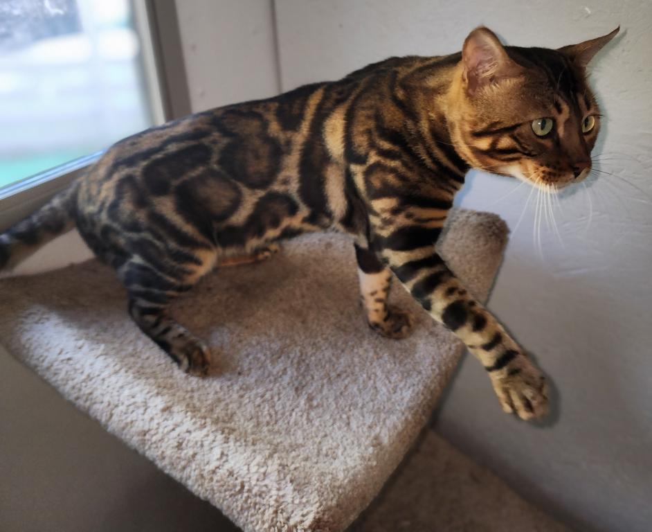 Koda Brown Rosetted Male Bengal Kitten For Sale photo 4