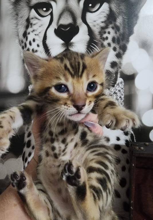 Koda Brown Rosetted Male Bengal Kitten For Sale photo 15