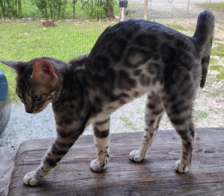Koda Brown Rosetted Male Bengal Kitten For Sale photo 6