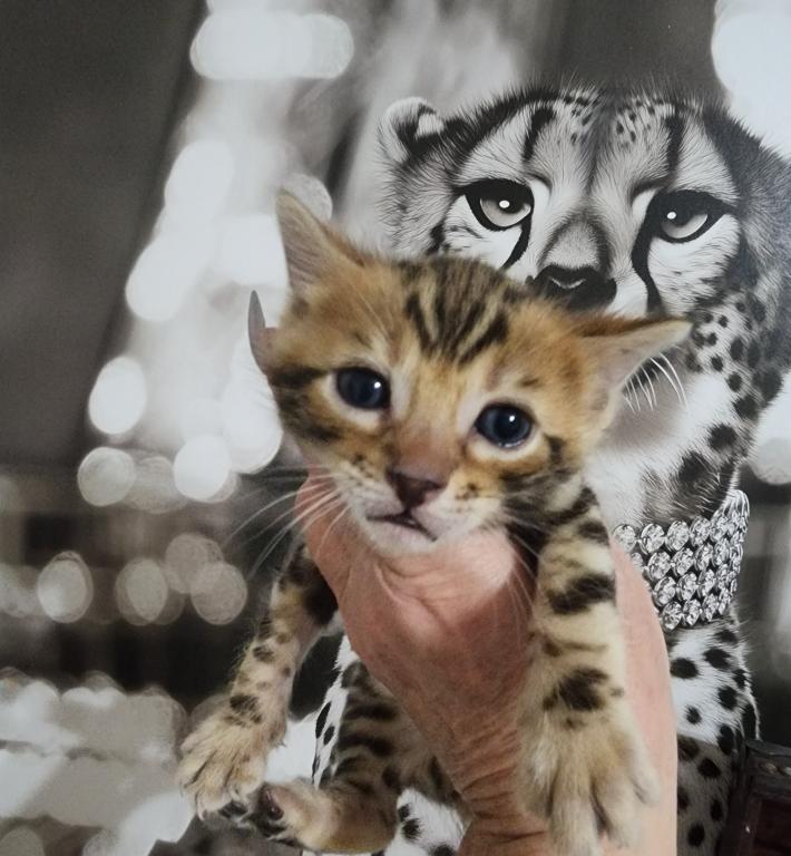 Koda Brown Rosetted Male Bengal Kitten For Sale photo 13
