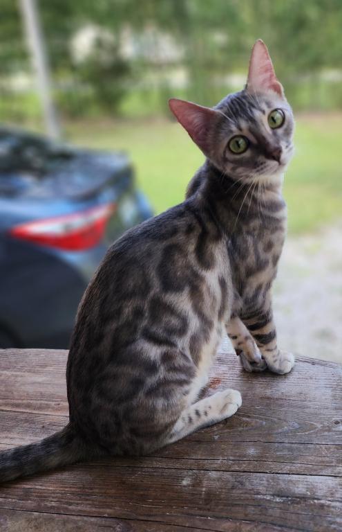 Koda Brown Rosetted Male Bengal Kitten For Sale photo 3