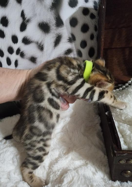 Koda Brown Rosetted Male Bengal Kitten For Sale