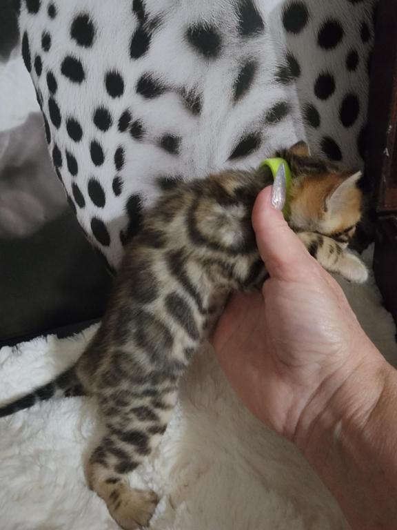 Koda Brown Rosetted Male Bengal Kitten For Sale photo 11