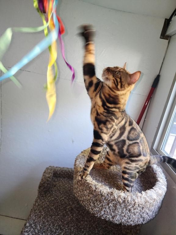 Koda Brown Rosetted Male Bengal Kitten For Sale photo 2