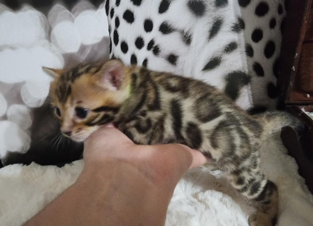 Koda Brown Rosetted Male Bengal Kitten For Sale photo 9