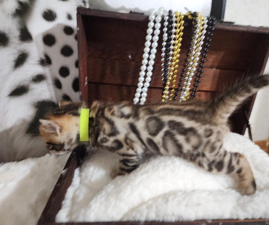 Koda Brown Rosetted Male Bengal Kitten For Sale photo 7