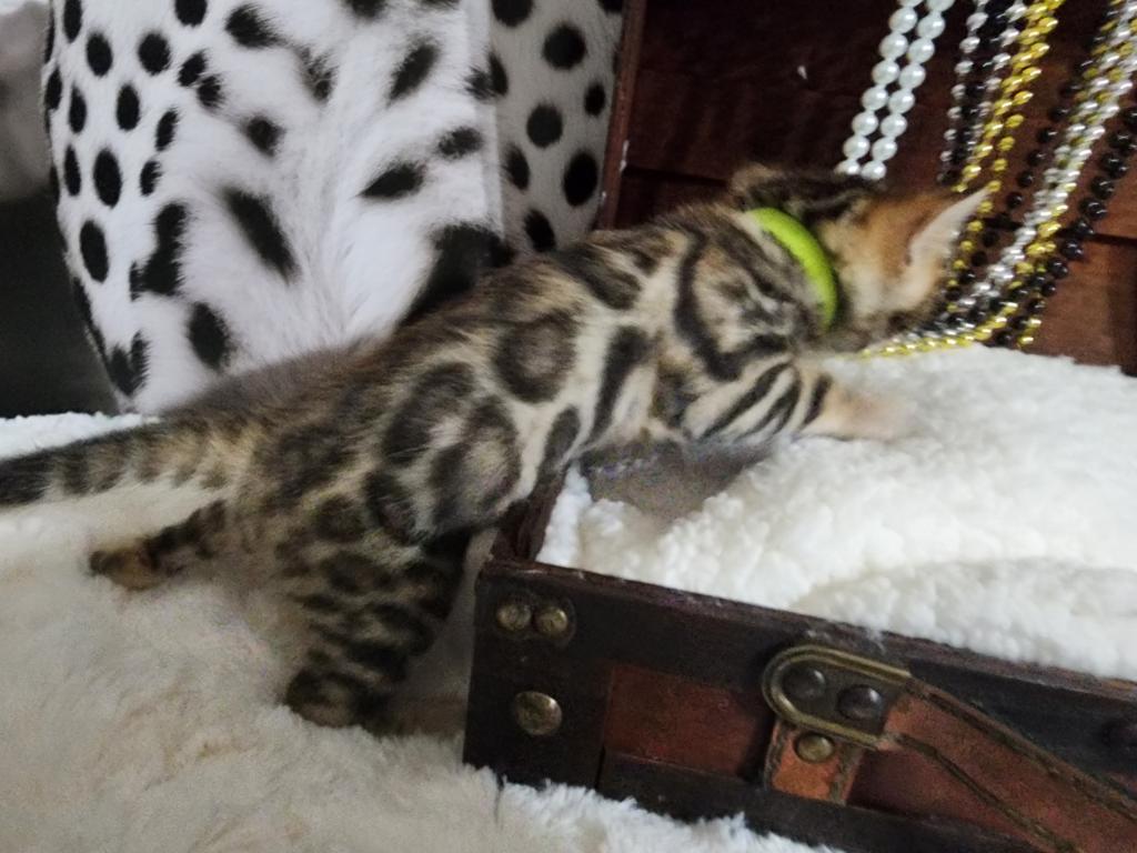 Koda Brown Rosetted Male Bengal Kitten For Sale photo 8