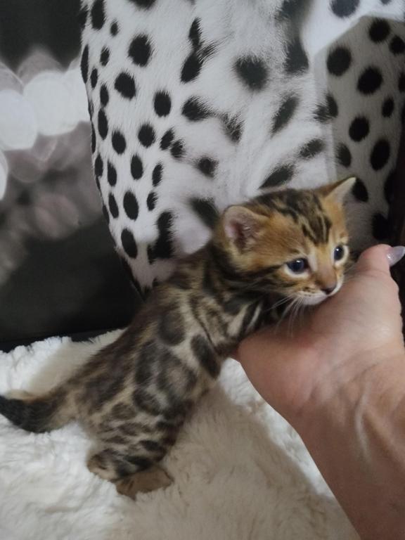 Koda Brown Rosetted Male Bengal Kitten For Sale photo 10