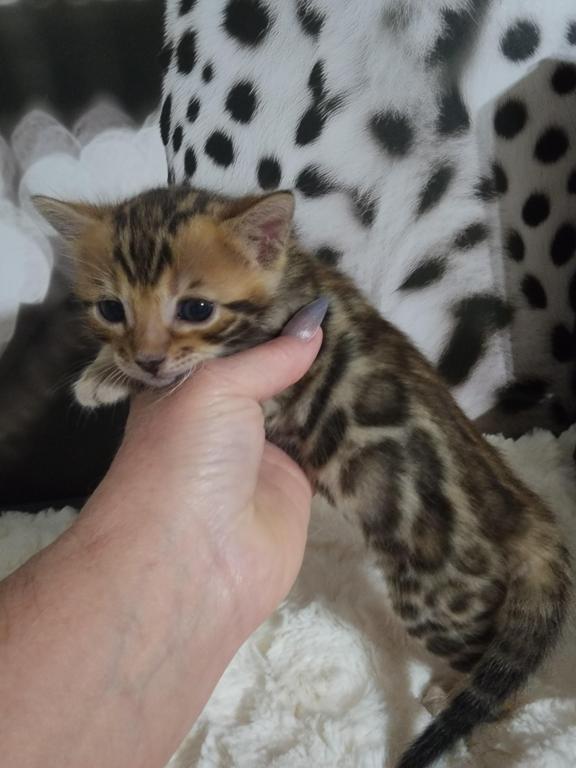 Koda Brown Rosetted Male Bengal Kitten For Sale photo 14