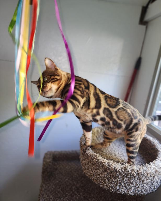 Koda Brown Rosetted Male Bengal Kitten For Sale photo 5