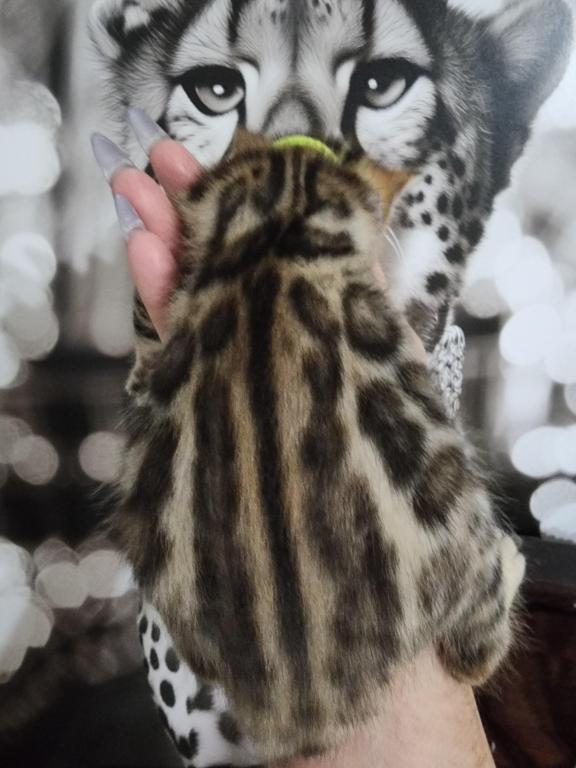 Koda Brown Rosetted Male Bengal Kitten For Sale photo 12