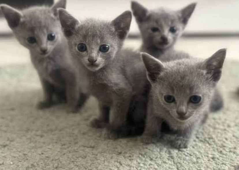 1st Russian Blue Litter photo 1