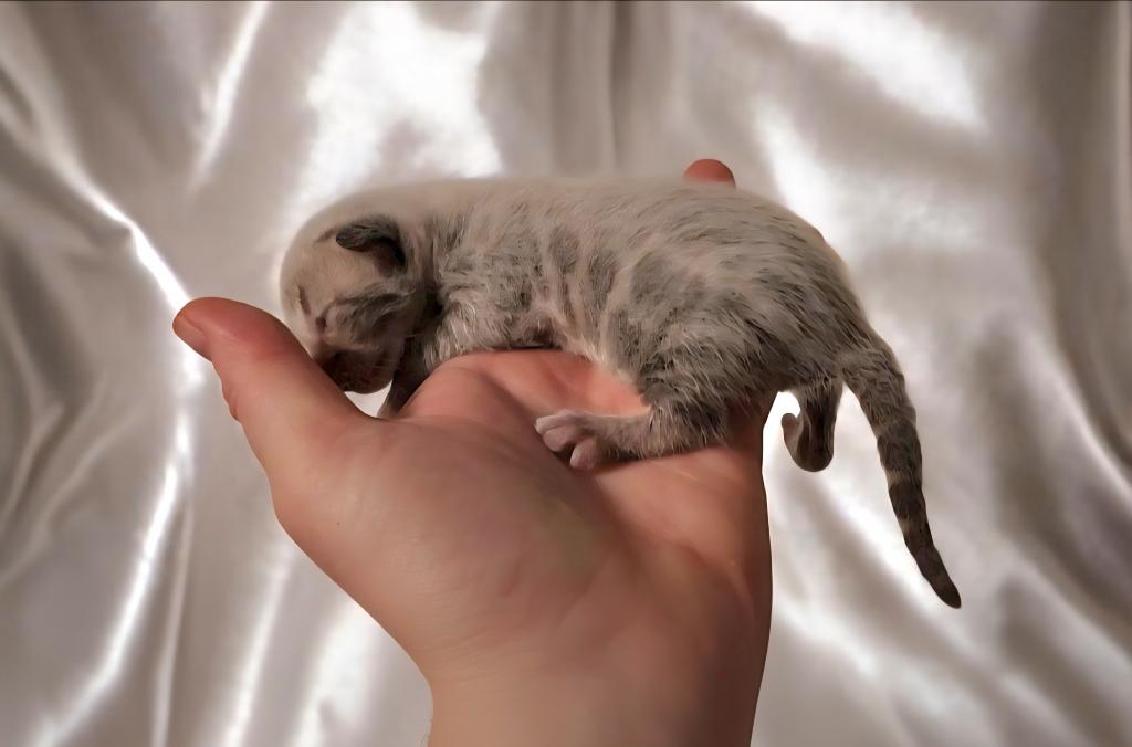 Blue Bengal Kittens photo 1