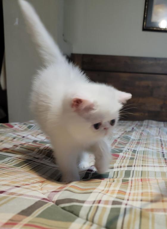 COPPER EYED WHITE EXOTIC SHORT HAIR BOY photo 6