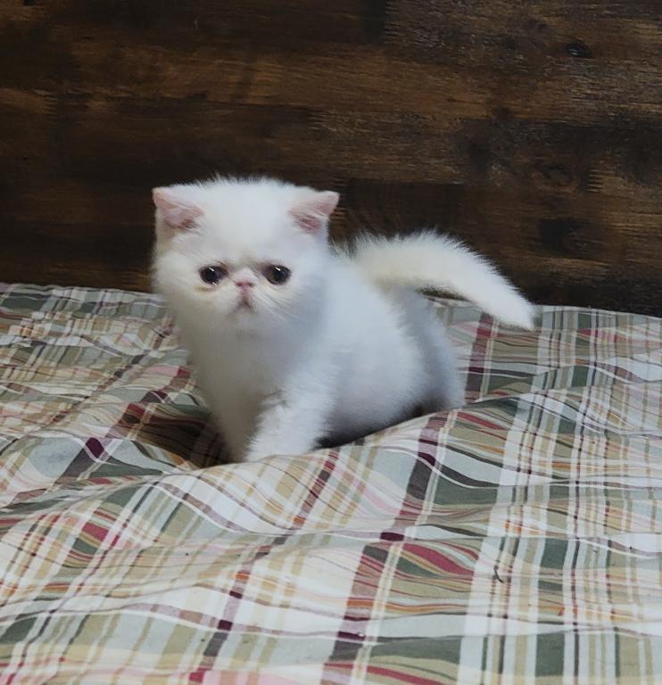 COPPER EYED WHITE EXOTIC SHORT HAIR BOY photo 13