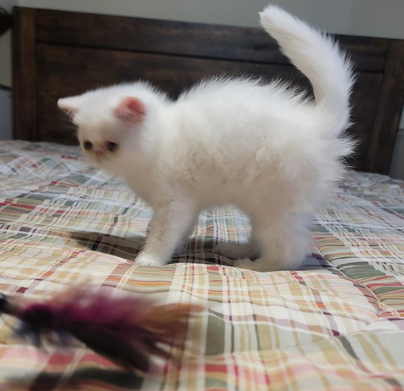 COPPER EYED WHITE EXOTIC SHORT HAIR BOY photo 2