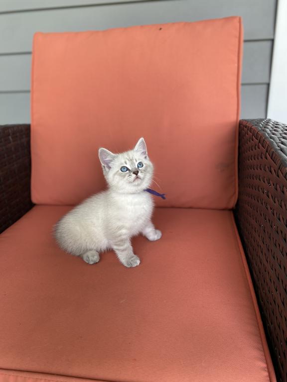 Orion ADOPTED photo 3