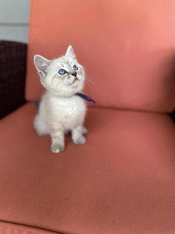 Orion ADOPTED photo 1