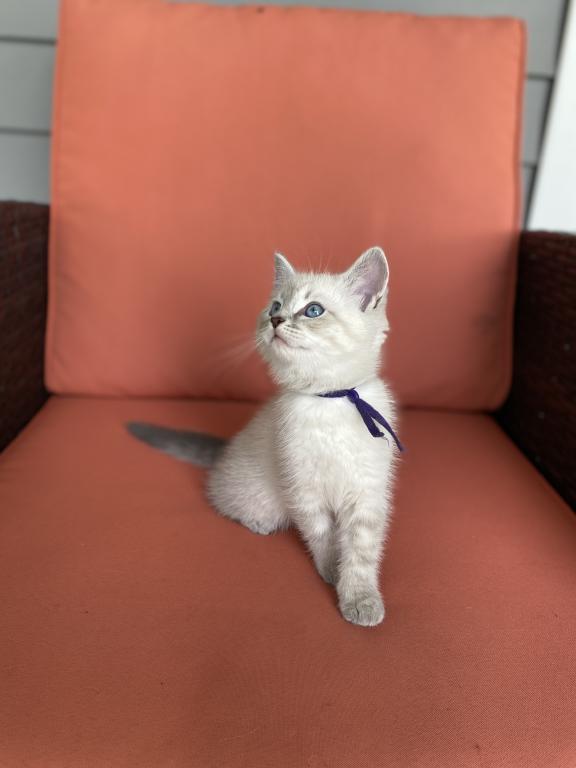 Orion ADOPTED photo 5