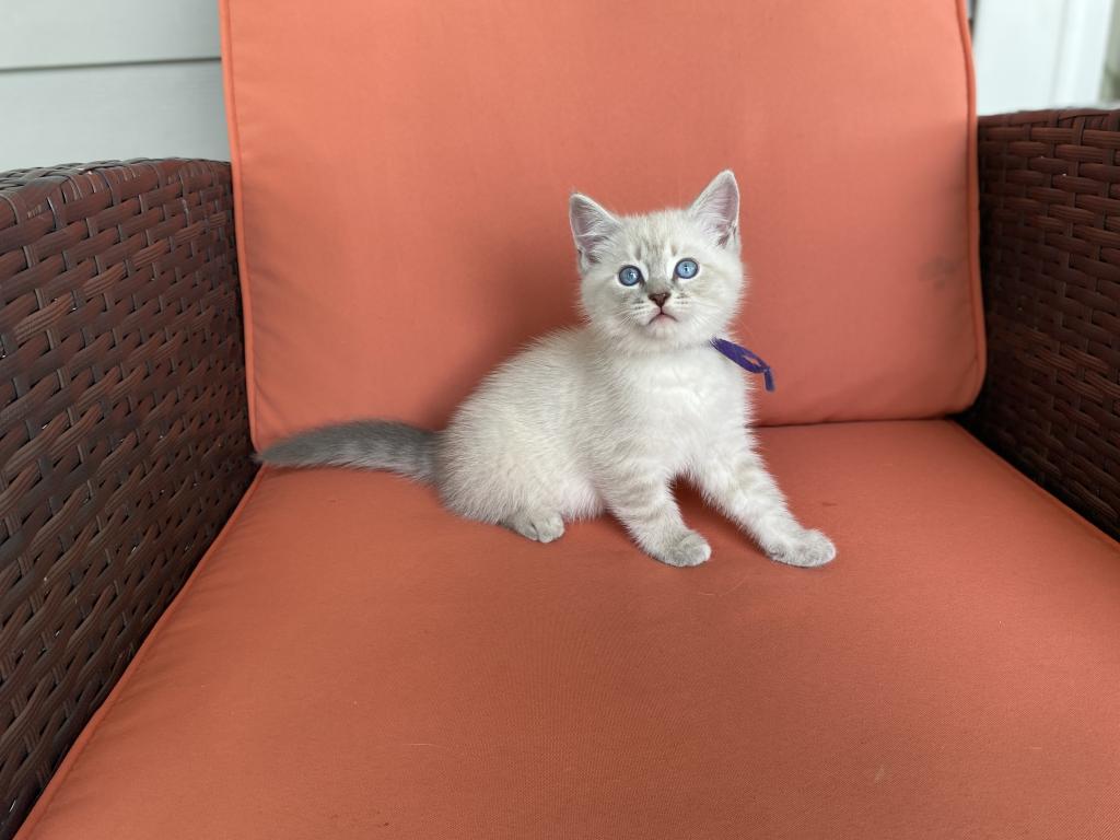Orion ADOPTED photo 2